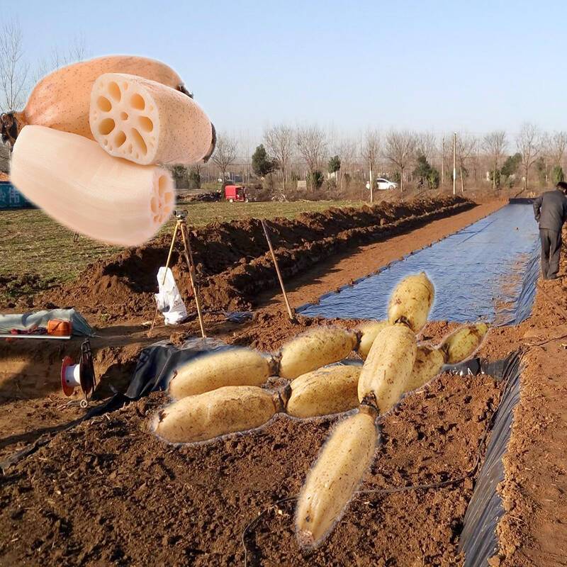 藕塘底部铺设黄瓜视频APP下载地址膜推广应用前景很好